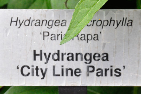 Hydrangea sign